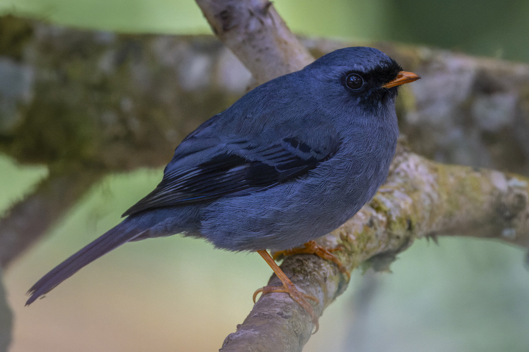 image Black-faced Solitaire